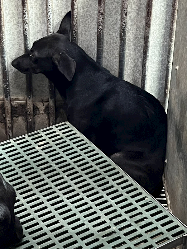 彰化縣流浪狗中途之家,編號:425536, 混種犬          