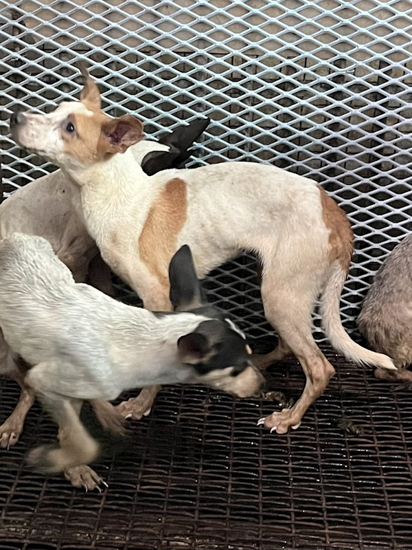 彰化縣流浪狗中途之家,編號:424187, 混種犬          