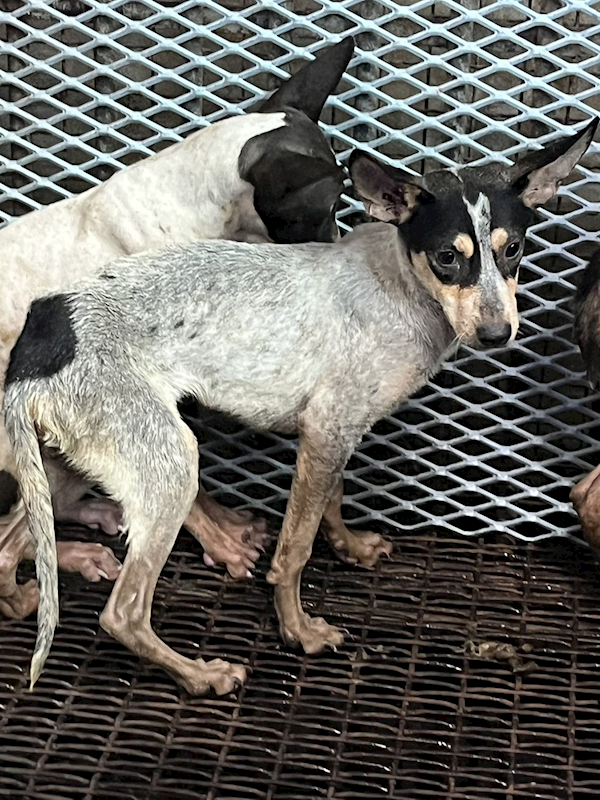 彰化縣流浪狗中途之家,編號:424186, 混種犬          