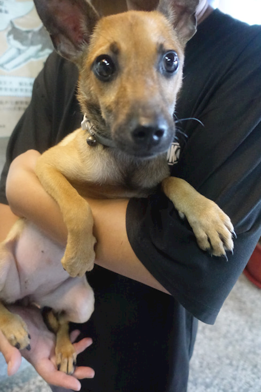 宜蘭縣流浪動物中途之家,編號:426433, 混種犬          