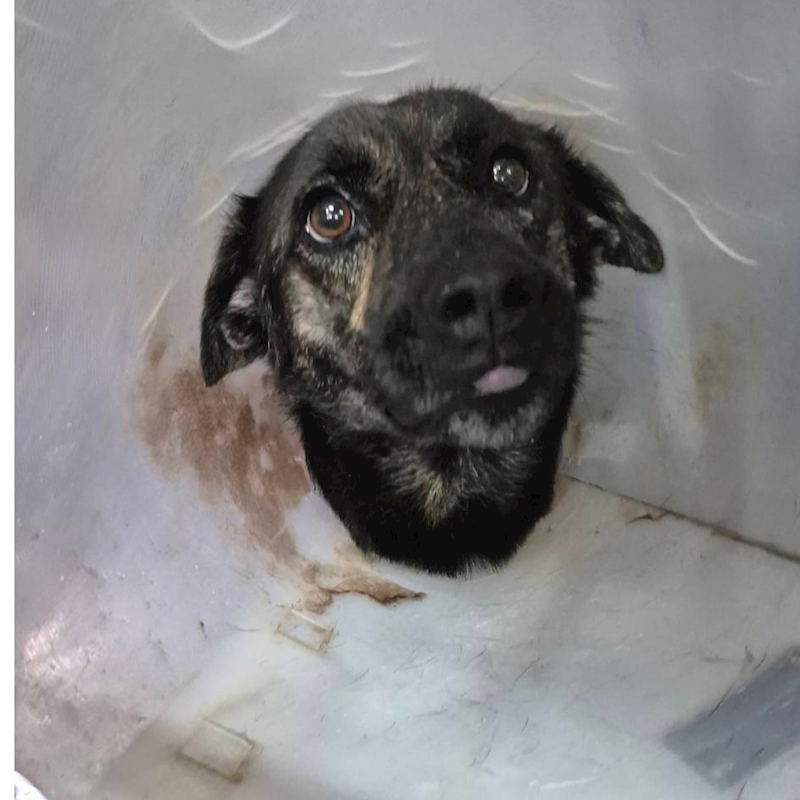 新北市八里區公立動物之家,編號:415137, 混種犬          