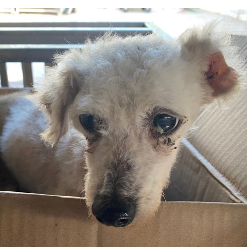 臺南市動物之家善化站,編號:426411, 貴賓犬        