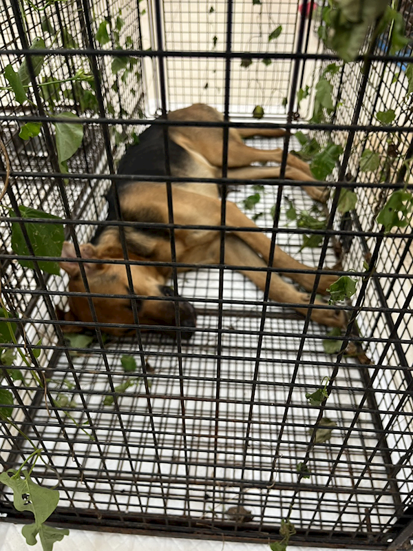 金門縣動物收容中心,編號:426369, 混種犬          