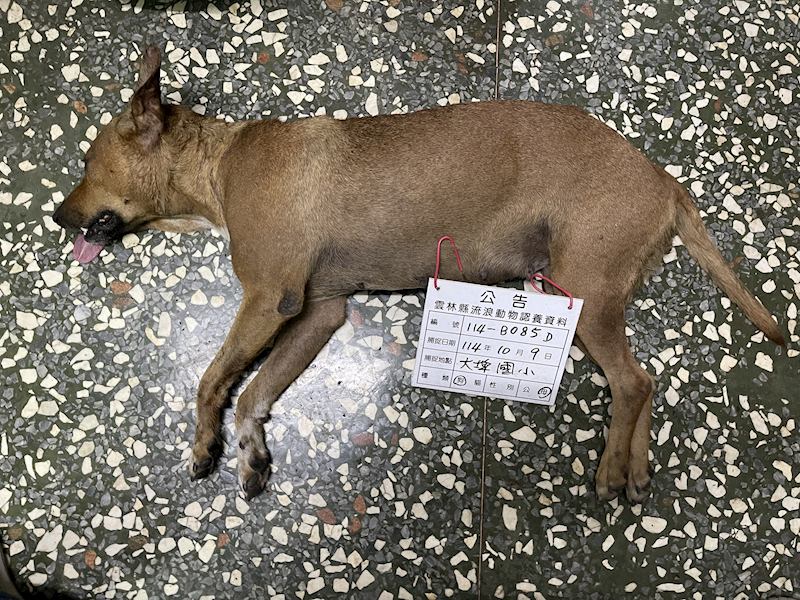 雲林縣流浪動物收容所,編號:425728, 混種犬          
