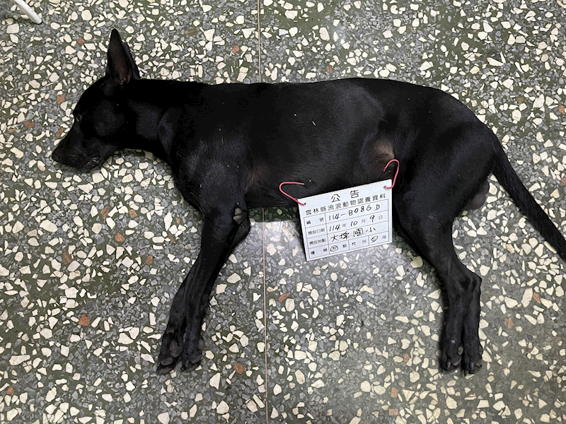雲林縣流浪動物收容所,編號:425729, 混種犬          