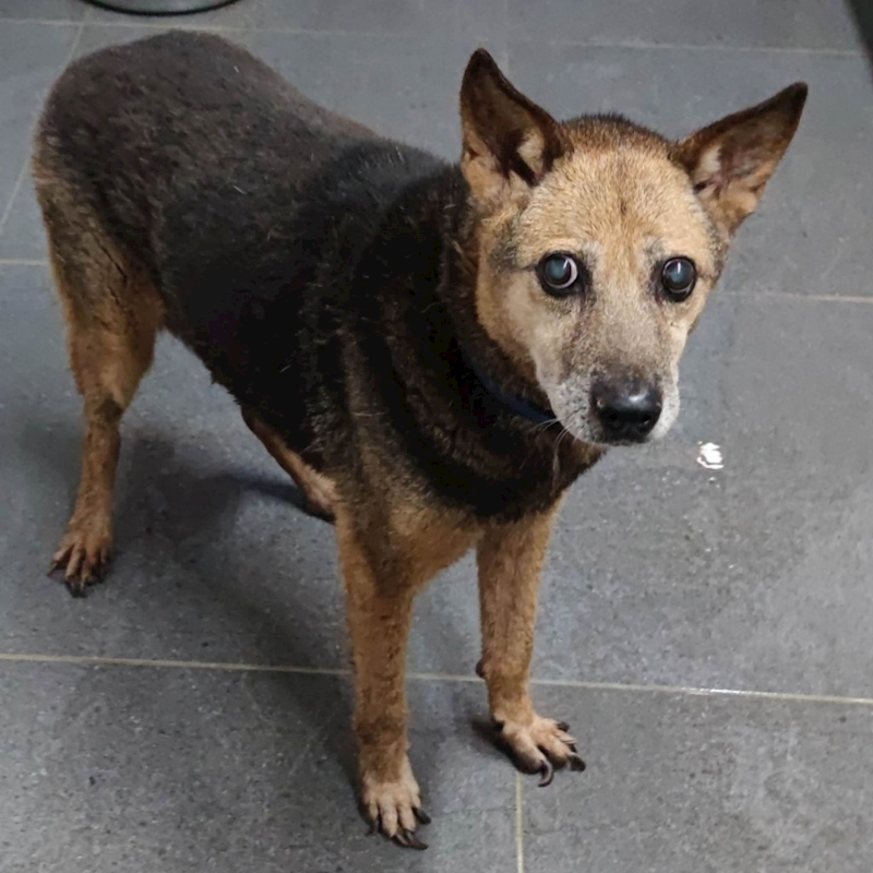 新北市中和區公立動物之家,編號:35635, 混種犬          