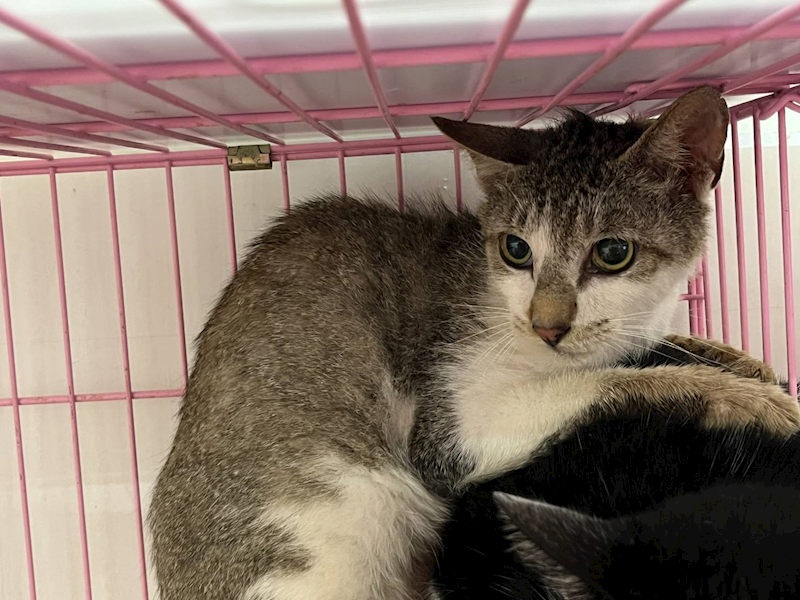 臺北市動物之家,編號:404705, 混種貓                 