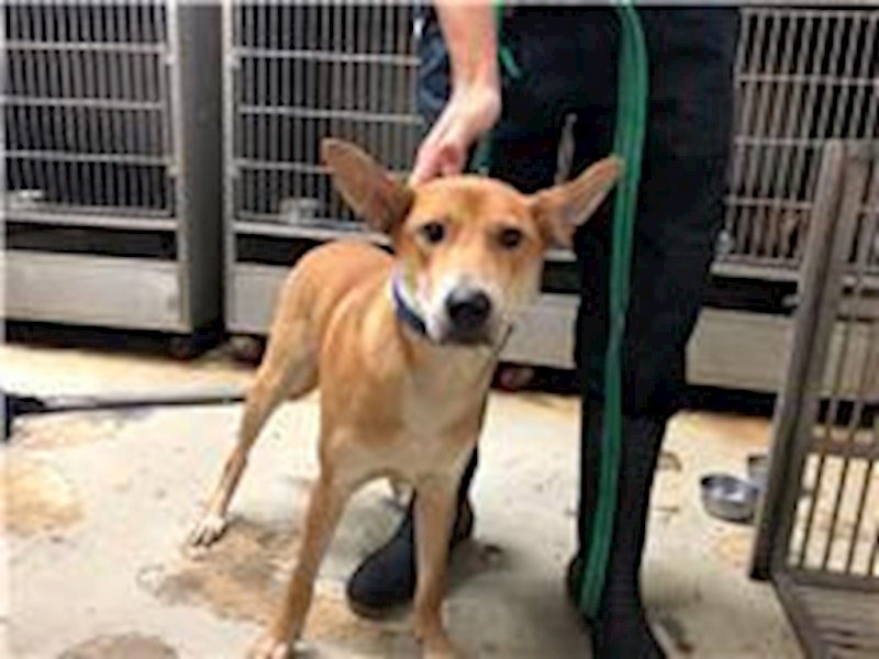 臺北市動物之家,編號:177887, 混種犬          