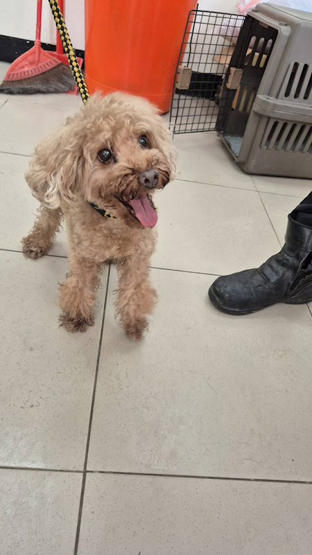 新北市八里區公立動物之家,編號:426355, 貴賓犬        