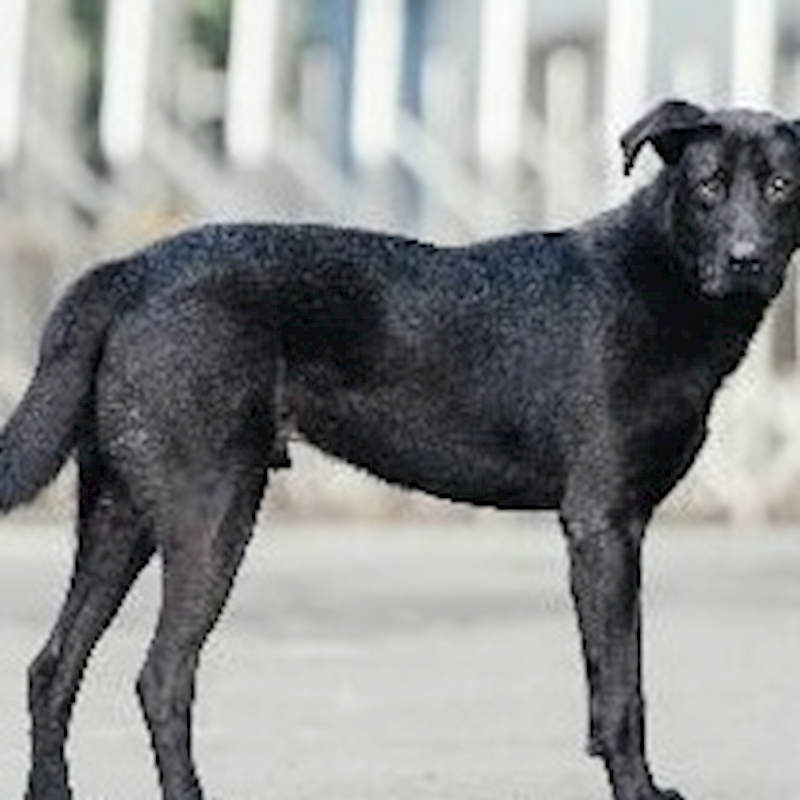 新北市淡水區公立動物之家,編號:304167, 混種犬          