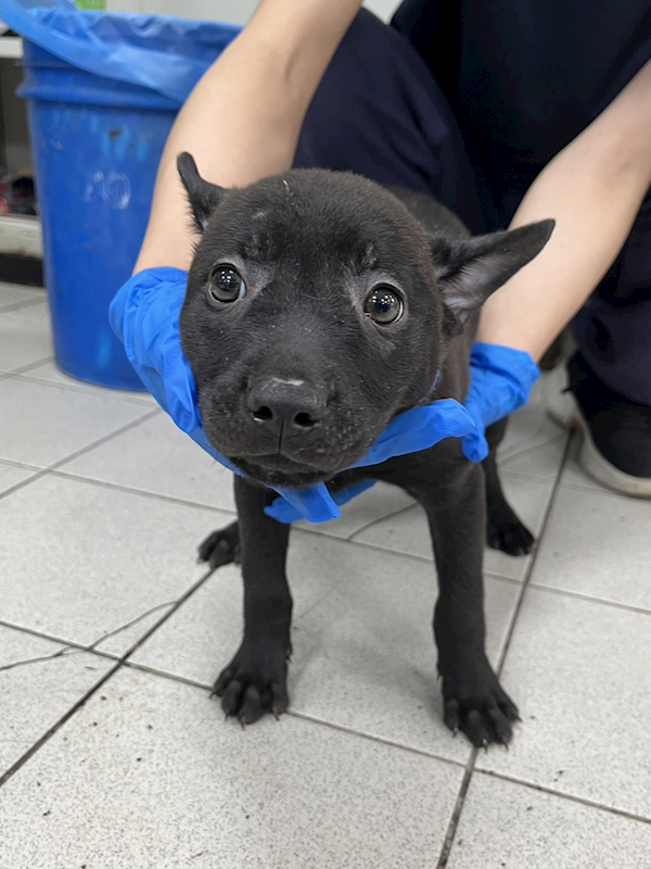 彰化縣流浪狗中途之家,編號:414542, 混種犬          