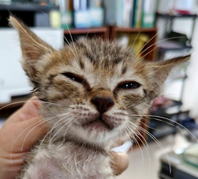 新北市三芝區公立動物之家,編號:425784, 混種貓                 