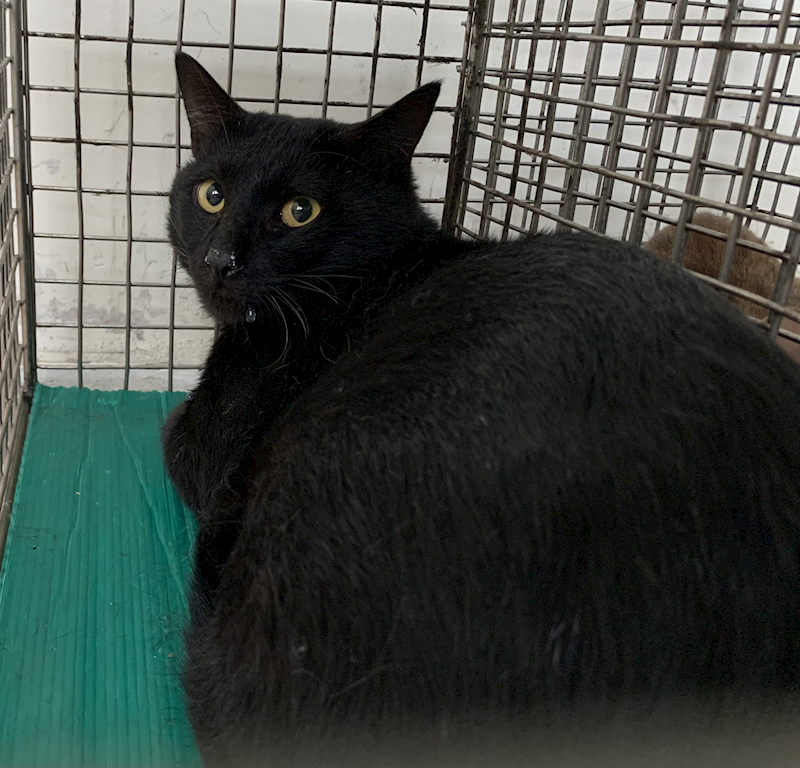 臺北市動物之家,編號:425173, 混種貓                 