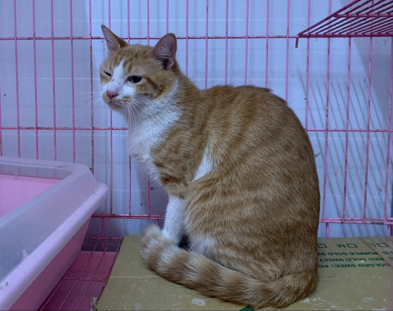 臺北市動物之家,編號:423905, 混種貓                 