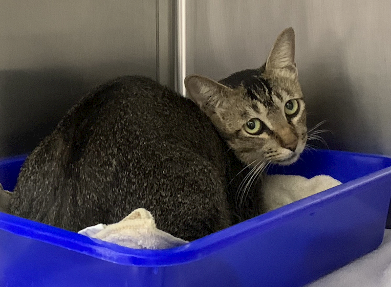 臺北市動物之家,編號:421232, 混種貓                 