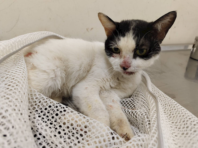 臺北市動物之家,編號:405289, 混種貓                 