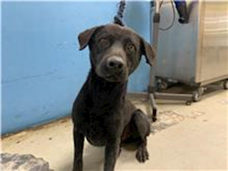 臺北市動物之家,編號:247789, 混種犬          