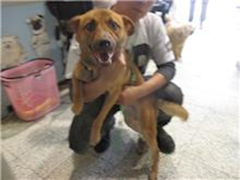 桃園市動物保護教育園區,編號:44086, 混種犬          