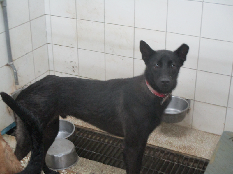 高雄市壽山動物保護教育園區,編號:409515, 混種犬          