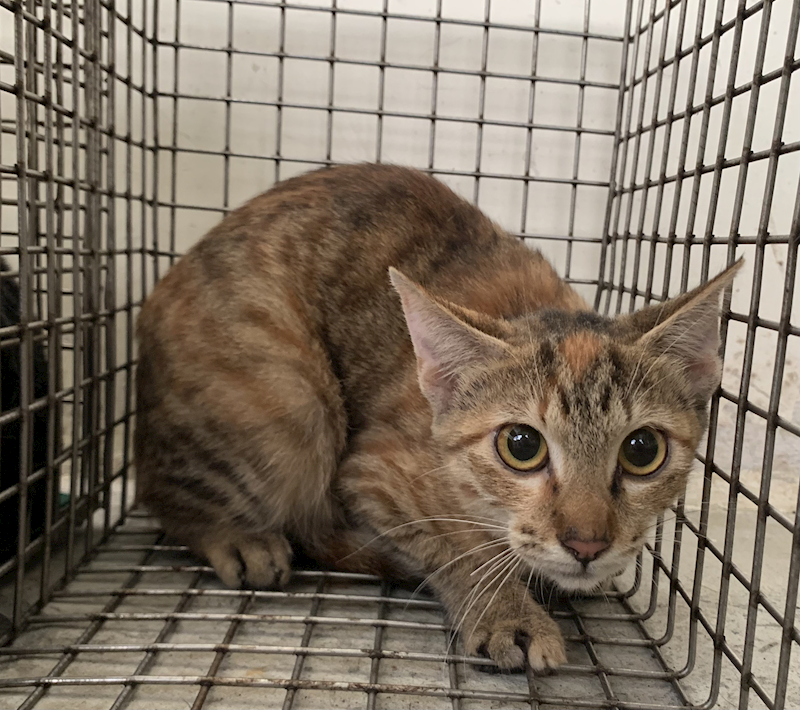 臺北市動物之家,編號:425174, 混種貓                 