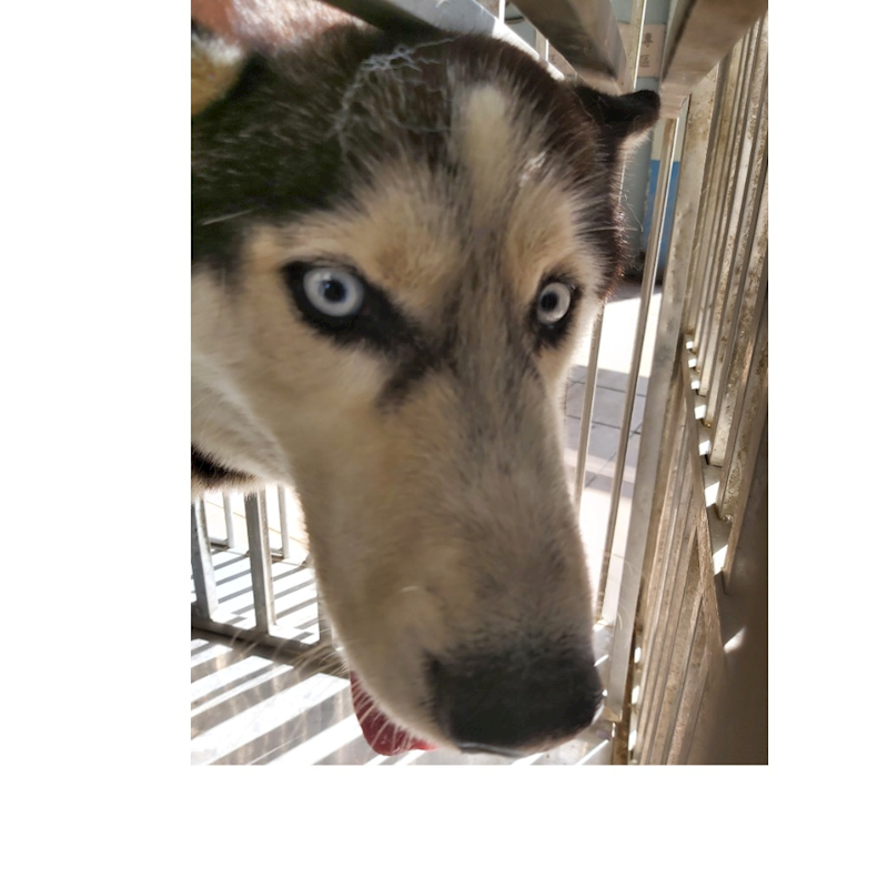 臺南市動物之家灣裡站,編號:404294, 哈士奇(西伯利亞雪橇犬)