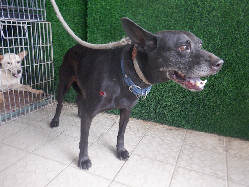 南投縣公立動物收容所,編號:418728, 混種犬          