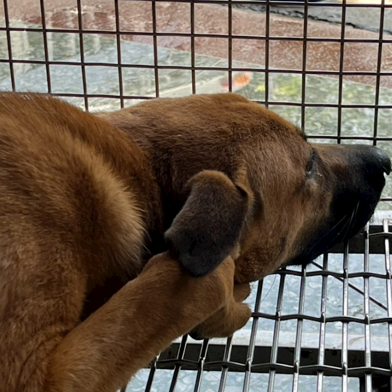 臺南市動物之家善化站,編號:423101, 混種犬          