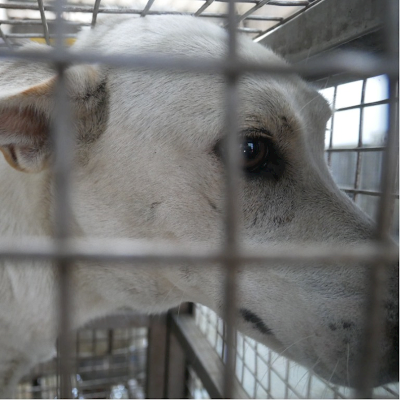 臺南市動物之家善化站,編號:299298, 混種犬          