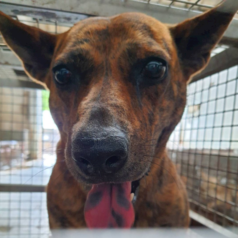 臺南市動物之家善化站,編號:402928, 混種犬          