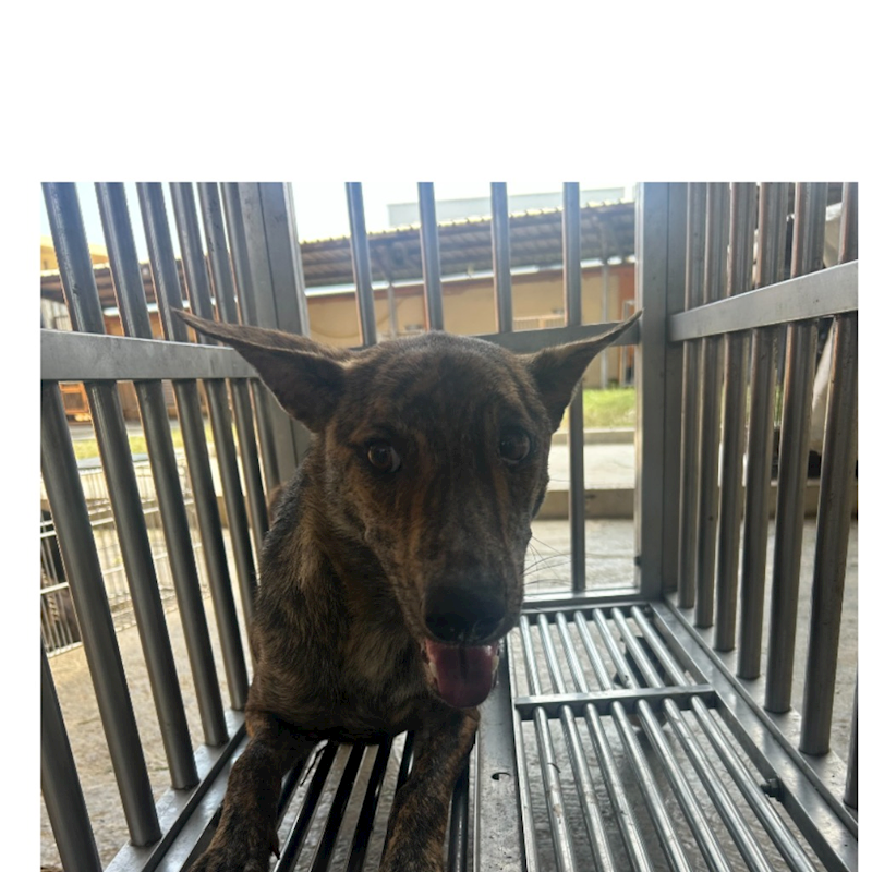 澎湖縣流浪動物收容中心,編號:416397, 混種犬          