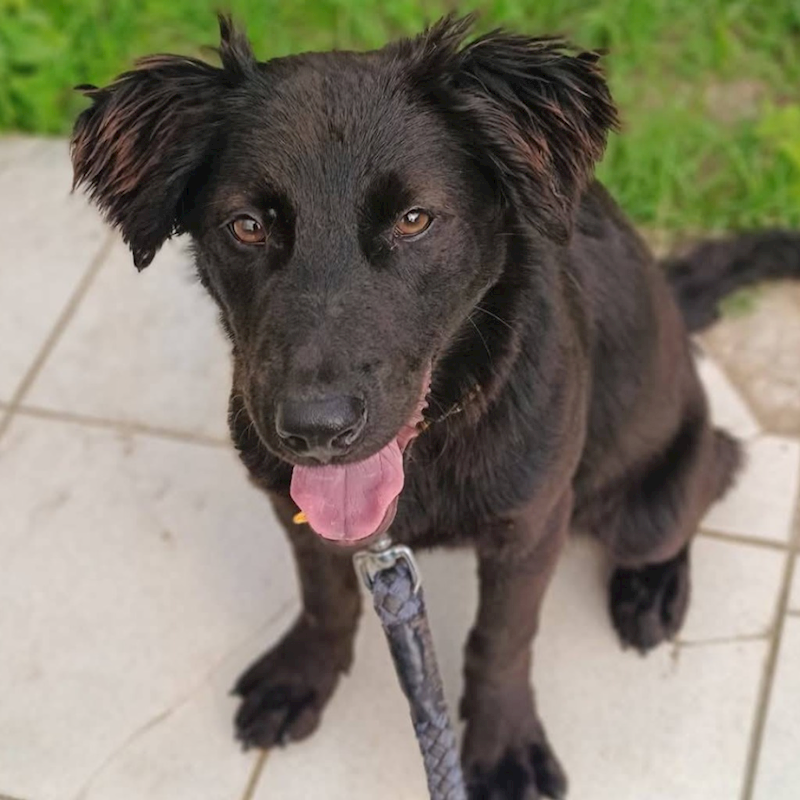 臺南市動物之家灣裡站,編號:396489, 混種犬          