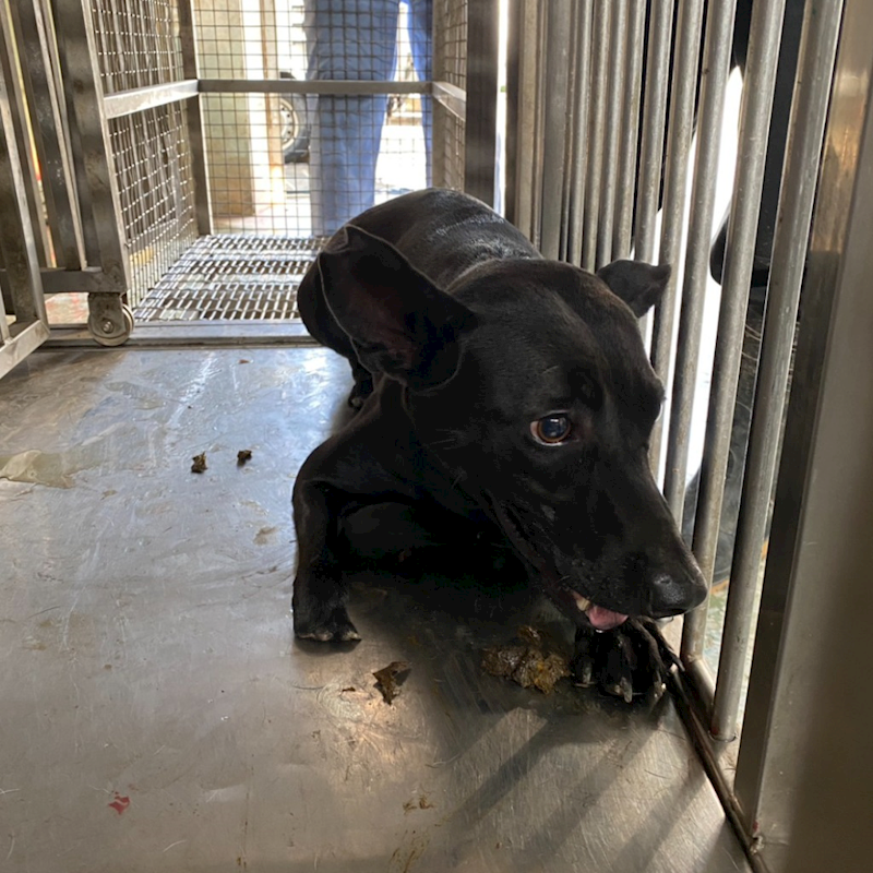 臺南市動物之家善化站,編號:422902, 混種犬          