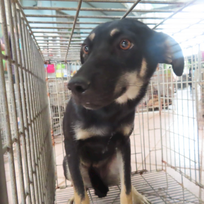 臺南市動物之家灣裡站,編號:398593, 混種犬          