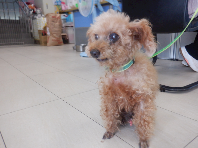 南投縣公立動物收容所,編號:425221, 貴賓犬        