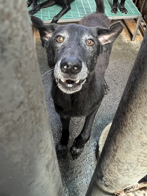 彰化縣流浪狗中途之家,編號:414709, 混種犬          