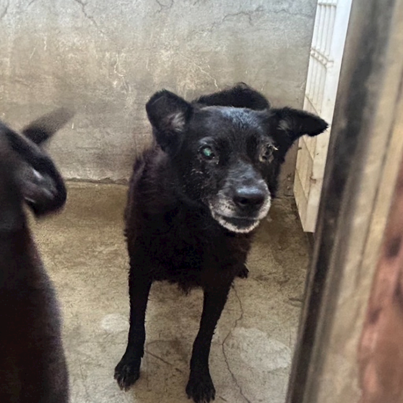 澎湖縣流浪動物收容中心,編號:402666, 混種犬          