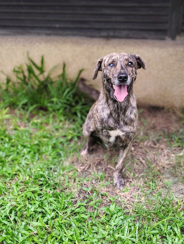 花蓮縣狗貓躍動園區,編號:320485, 混種犬          