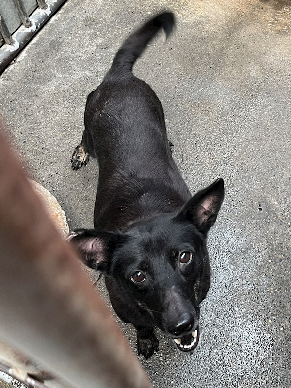 彰化縣流浪狗中途之家,編號:424967, 混種犬          