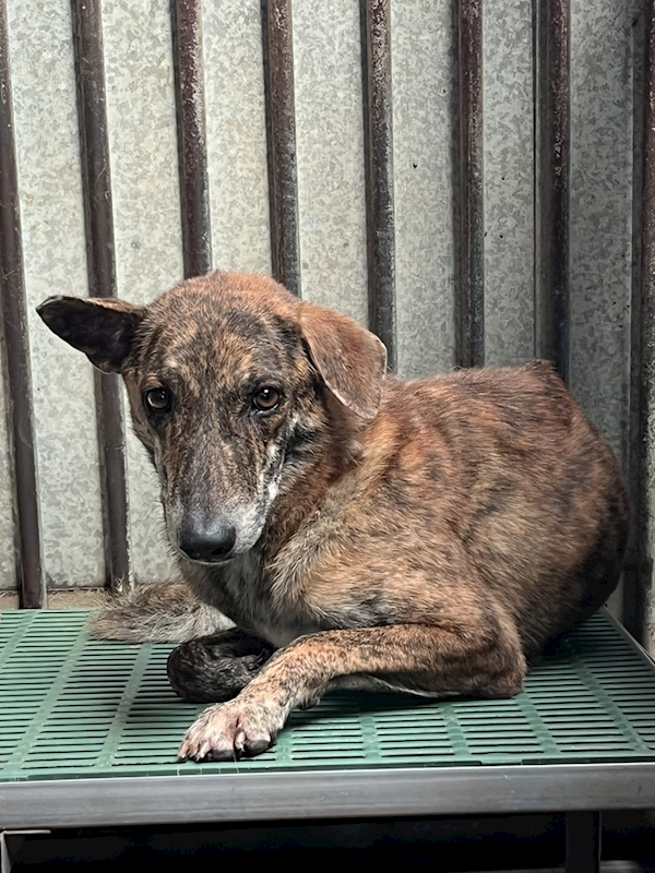 彰化縣流浪狗中途之家,編號:426140, 混種犬          