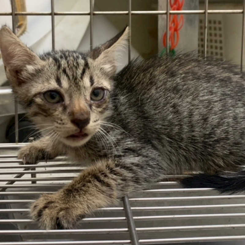 臺北市動物之家,編號:426334, 混種貓                 