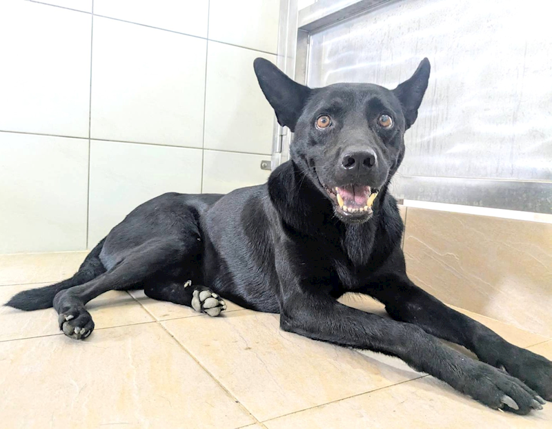 新竹縣動物保護教育園區,編號:426362, 混種犬          