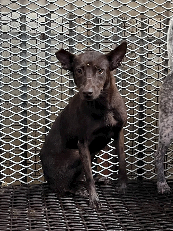 彰化縣流浪狗中途之家,編號:426816, 混種犬          