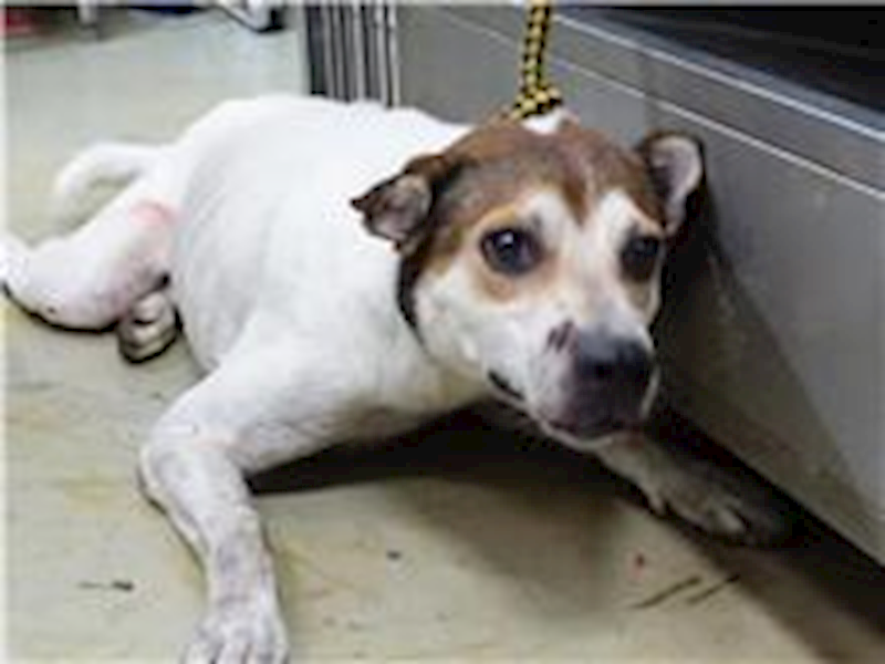 臺北市動物之家,編號:31419, 混種犬          