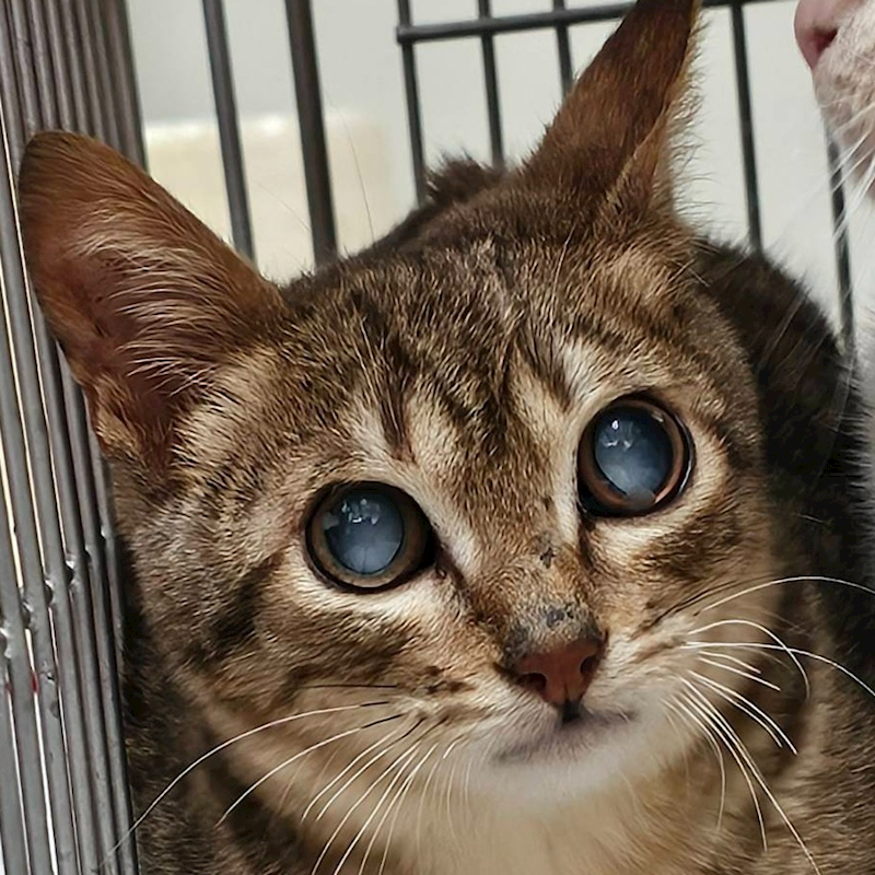 澎湖縣流浪動物收容中心,編號:393108, 混種貓                 