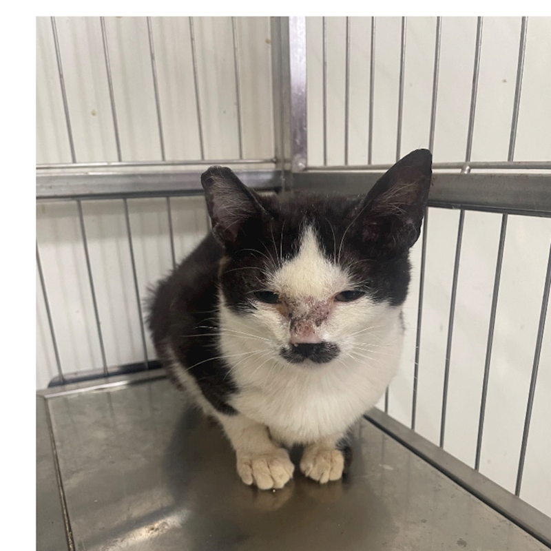 澎湖縣流浪動物收容中心,編號:393109, 混種貓                 