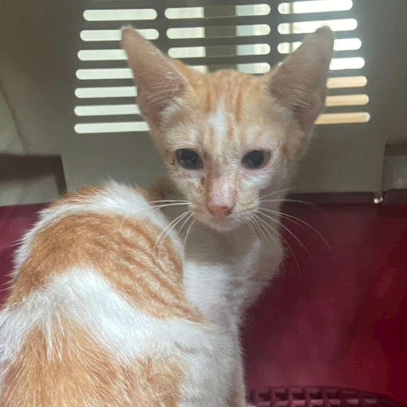 澎湖縣流浪動物收容中心,編號:423134, 混種貓                 