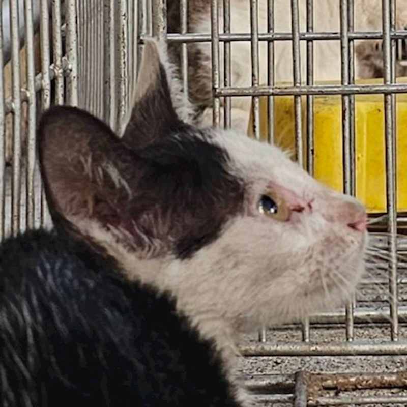 澎湖縣流浪動物收容中心,編號:426032, 混種貓                 