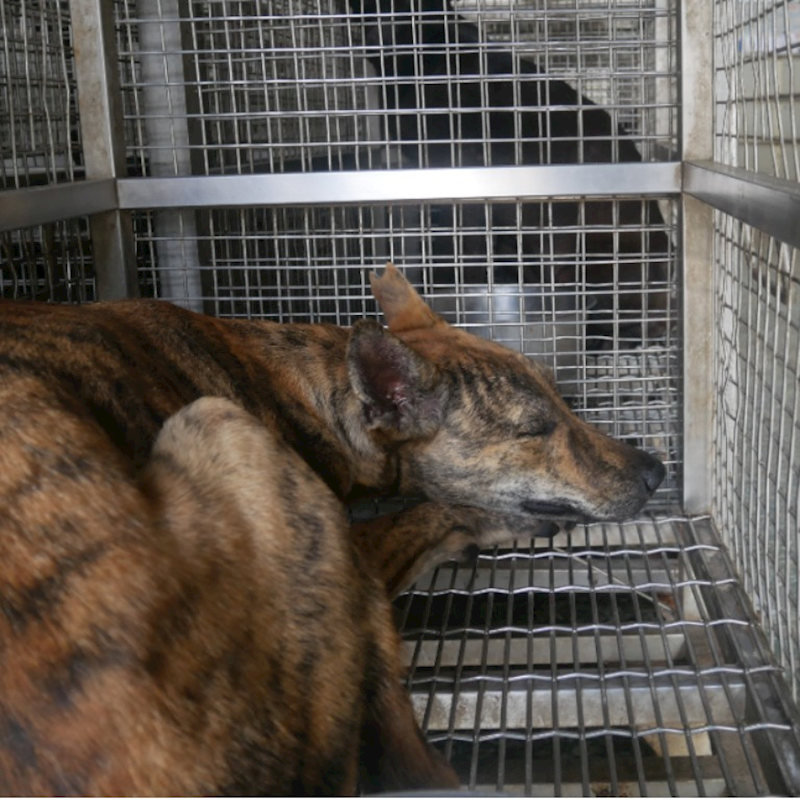 臺南市動物之家善化站,編號:315009, 混種犬          