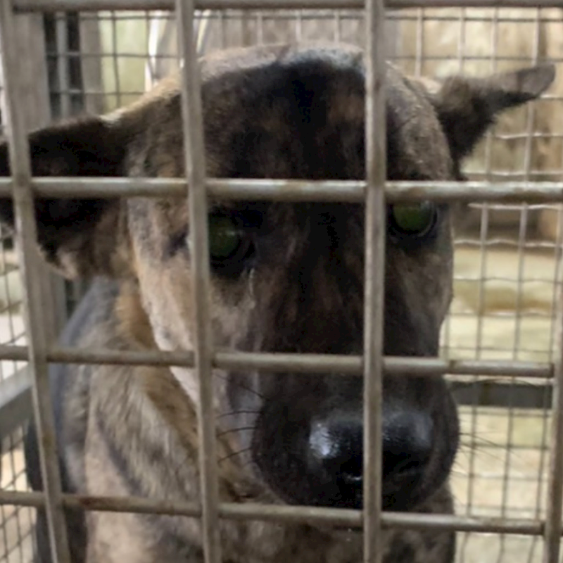 臺南市動物之家善化站,編號:341647, 混種犬          