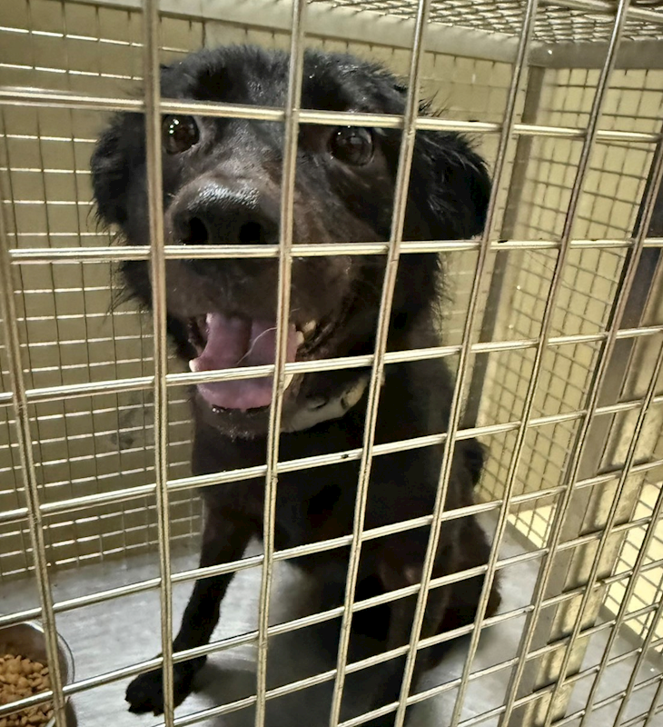 嘉義市動物保護教育園區,編號:412977, 混種犬          